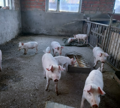 四平市上半年生猪饲养量达271.9万头,生猪生产总体向好