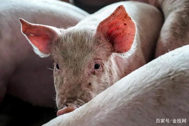 1. 非洲猪瘟加速中国生猪养殖业结构转型