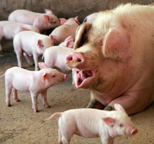 猪肉保供稳价成效如何?跟随央视记者深入调研生猪养殖现状_是比克科技