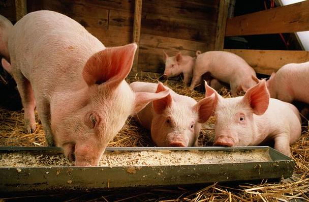 行业有望二季度末扭亏 生猪养殖股估值接近底部位置