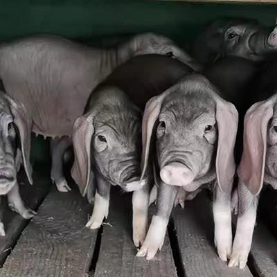 武汉苏太猪崽多少钱一只-吴氏生猪养殖专业合作社