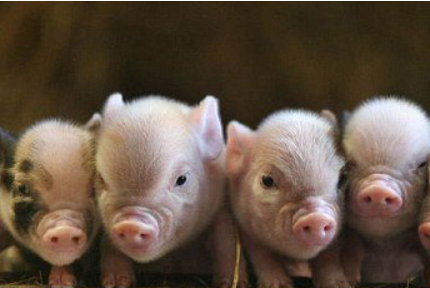 综合报道丨如何有序推进我国生猪养殖规模化?