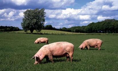 从南方水网地区生猪养殖布局调整谈北方猪业发展_中国饲料在线网站